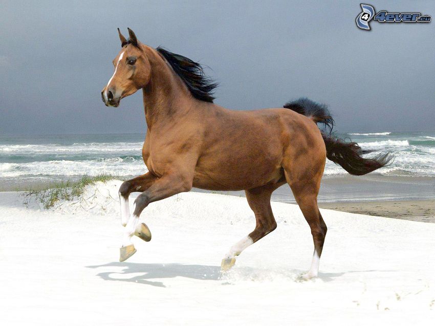 brun häst, snö