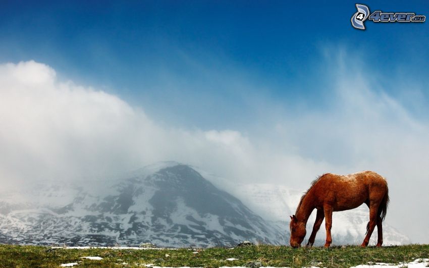 brun häst, snöiga kullar