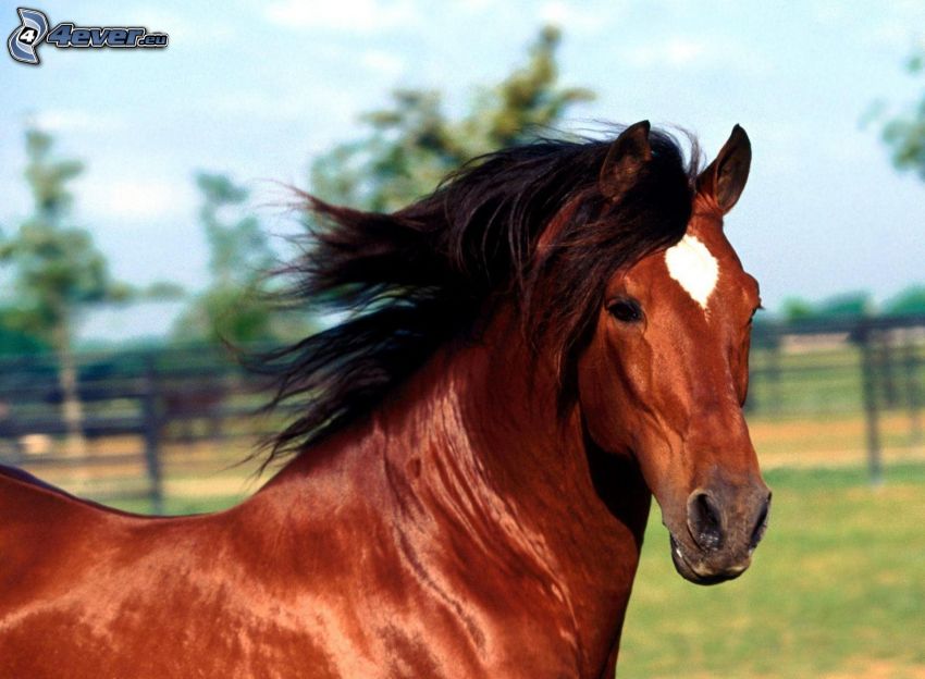 brun häst