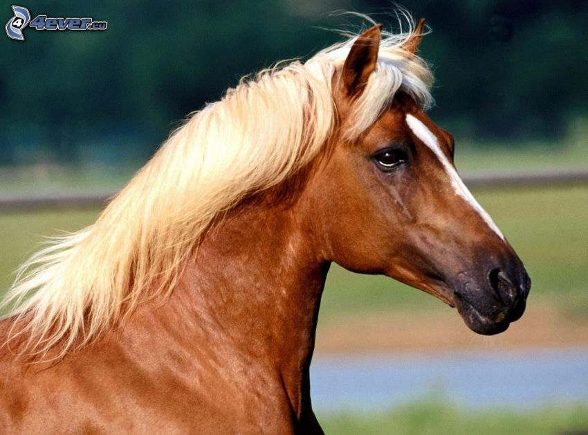 brun häst