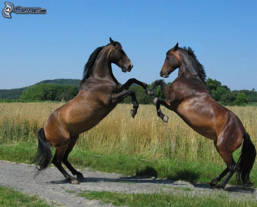 bruna hästar, duell
