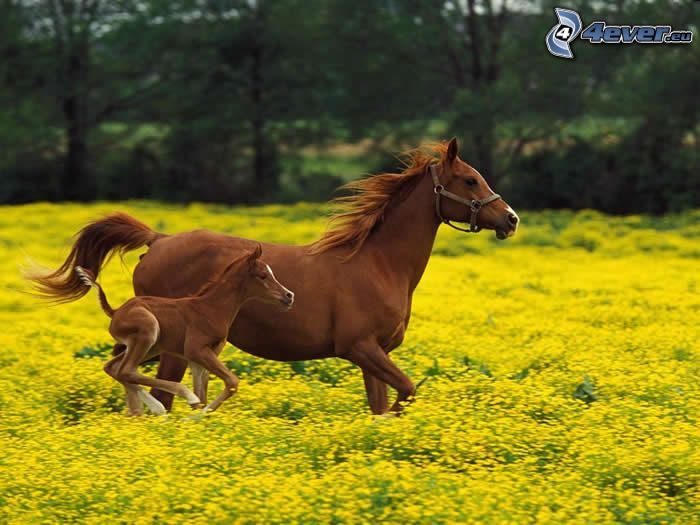 bruna hästar, föl, springa, äng, gula blommor