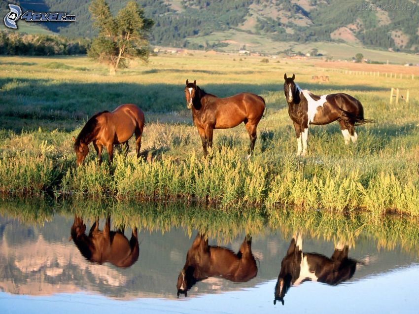bruna hästar, sjö, spegling