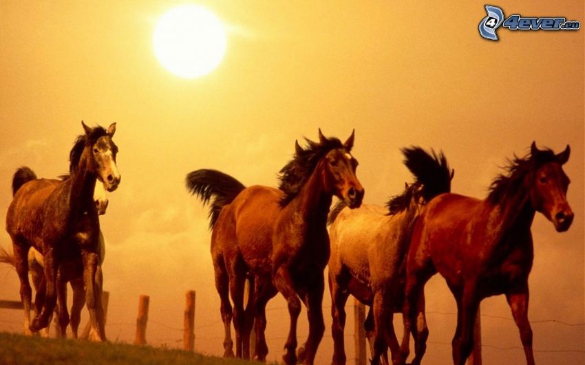 bruna hästar, sol
