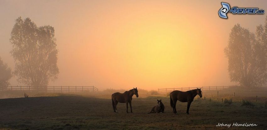 bruna hästar, staket, svag sol
