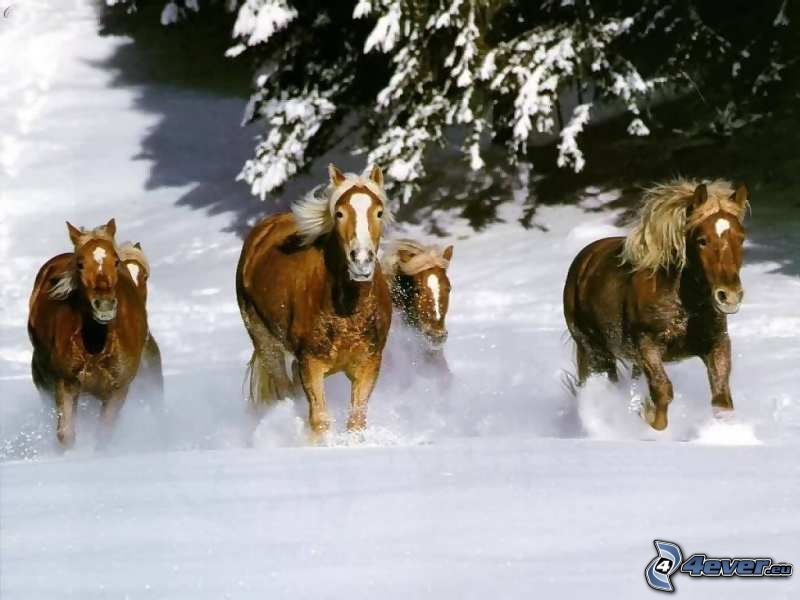 häst, snö, natur
