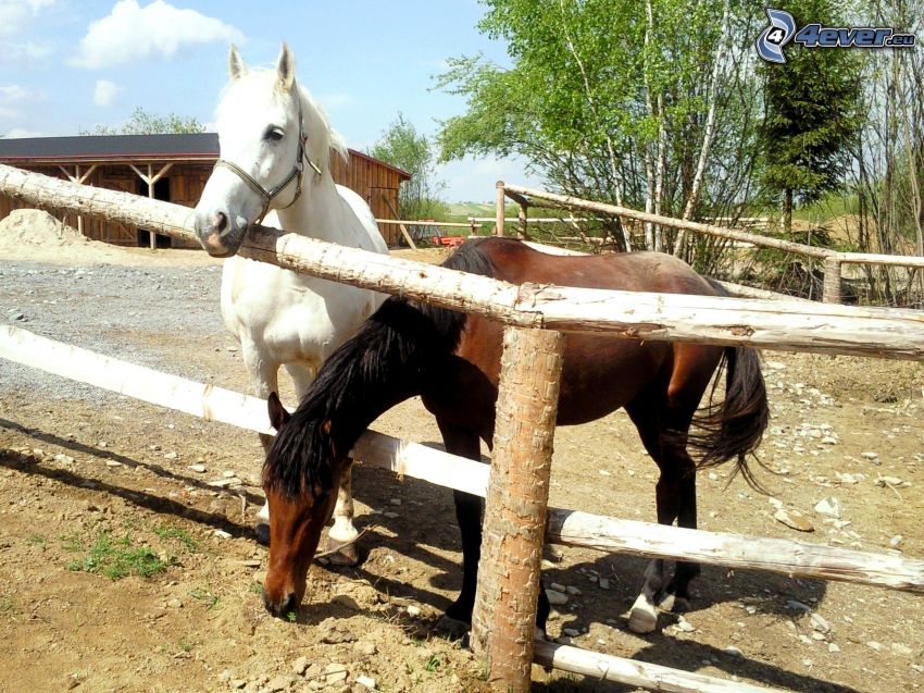 häst, staket, stall