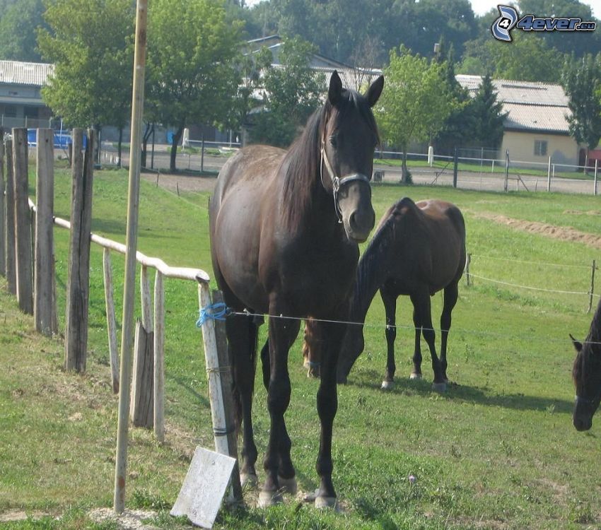 häst, staket