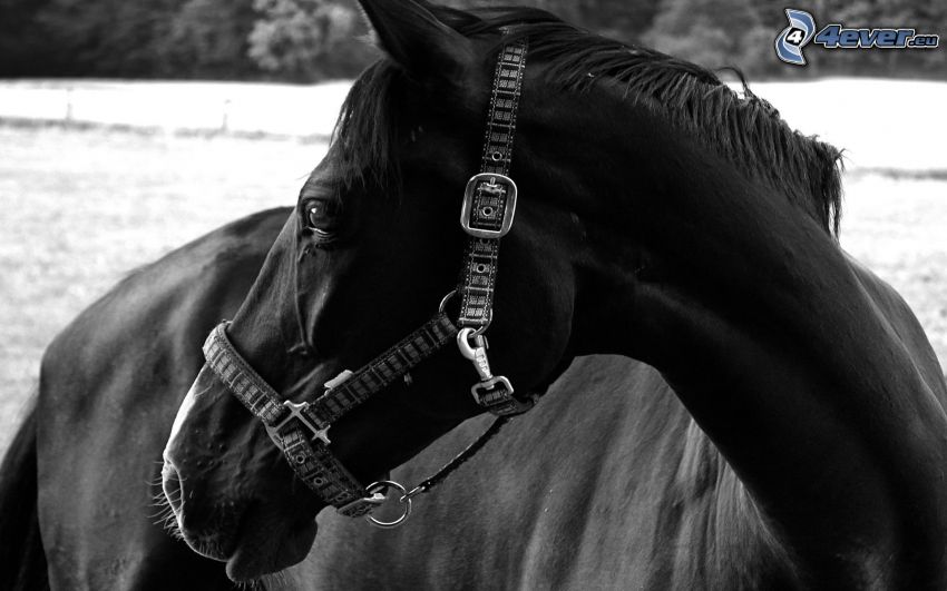 häst, svartvitt foto