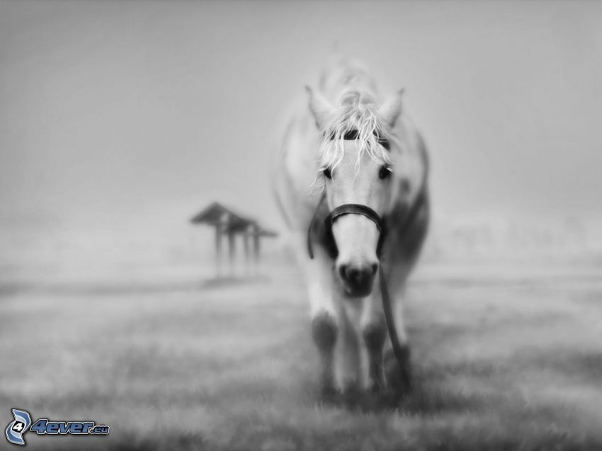 häst, svartvitt foto