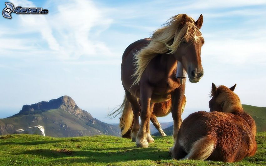 hästar, berg