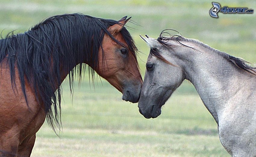 hästar, kärlek, brun häst, sto