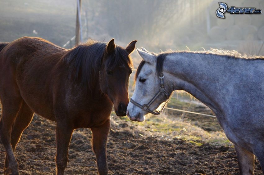 hästar, kärlek