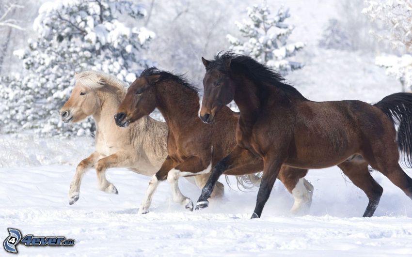 hästar, snö