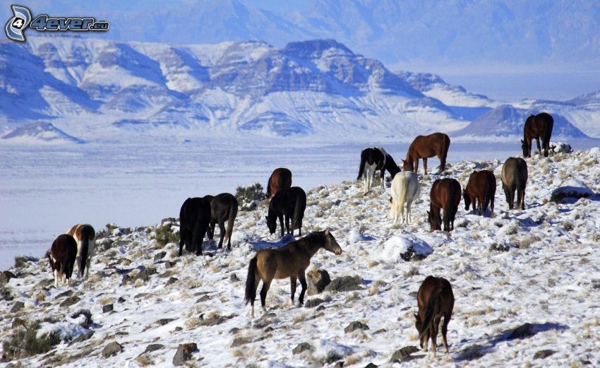 hästar, snöigt landskap