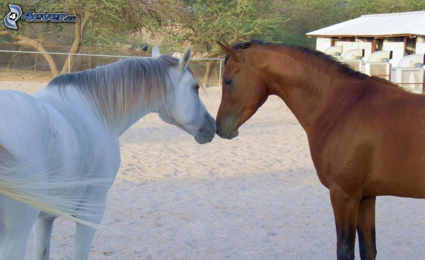 hästar, vit häst, brun häst, par, kärlek