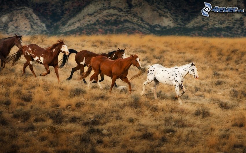 hästflock, bruna hästar, vit häst, torrt gräs