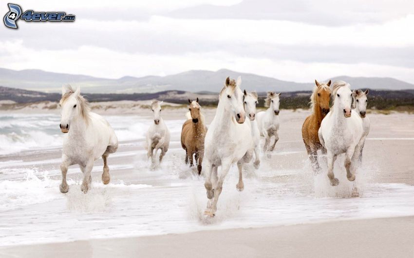 hästflock, vita hästar, springa, strand, vatten