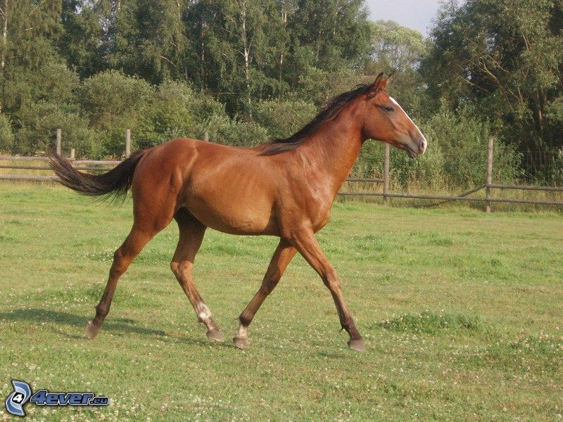 springande häst, brun häst