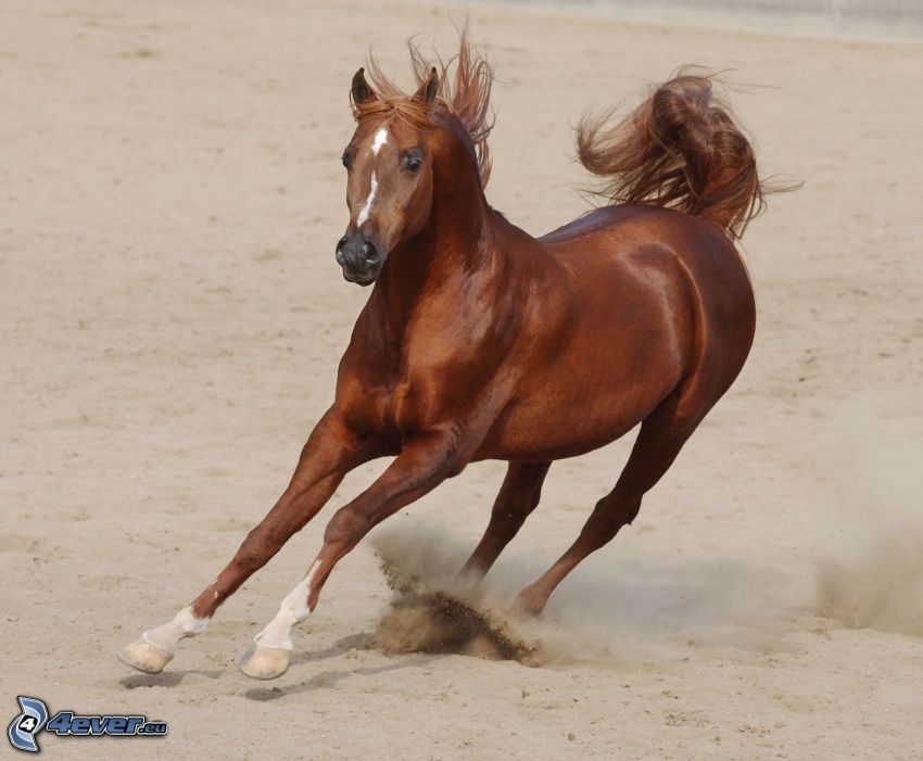 springande häst, sand
