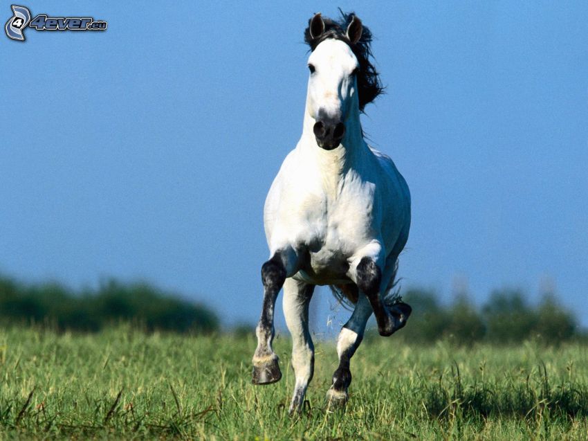 springande häst, vit häst