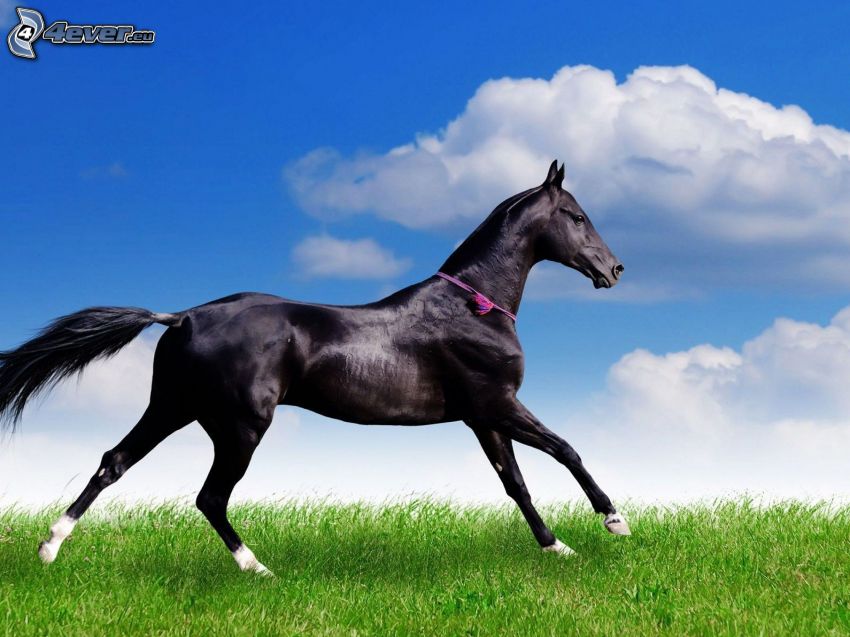 svart häst