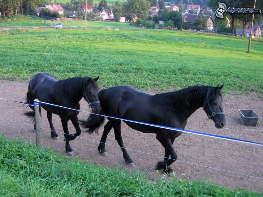svarta hästar, staket