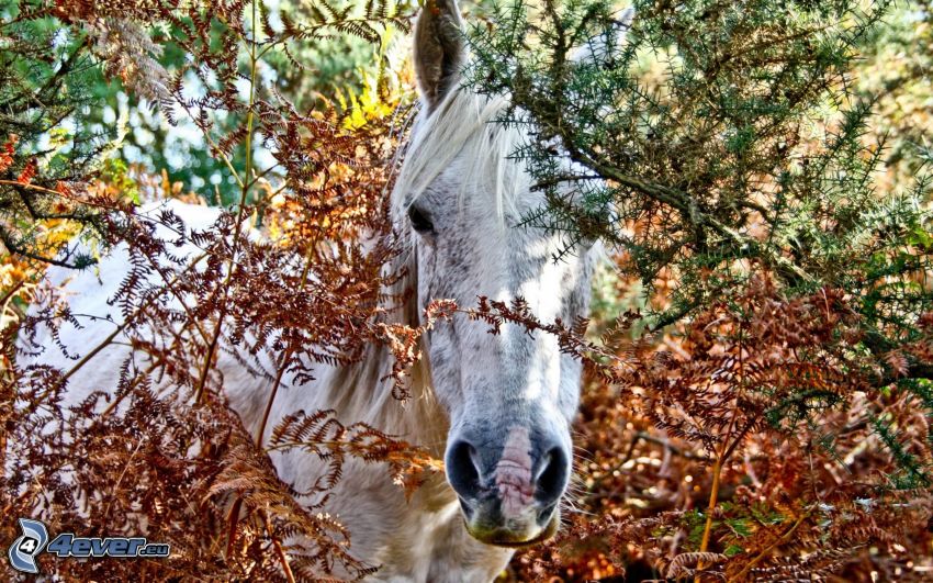 vit häst, barrträd