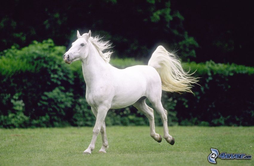 vit häst, galopp