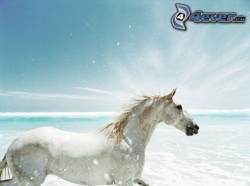 vit häst, hav, himmel
