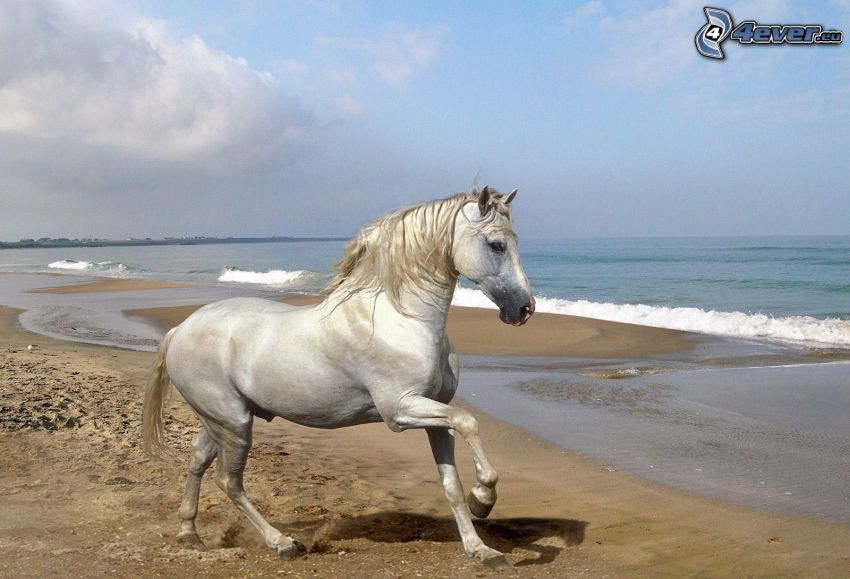 vit häst, sandstrand, hav