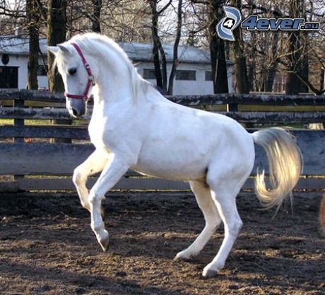 vit häst