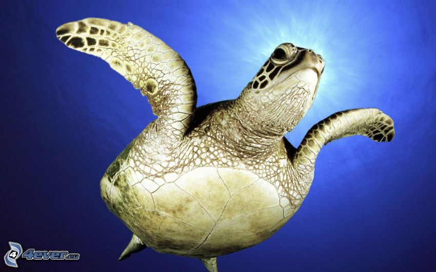 havssköldpadda