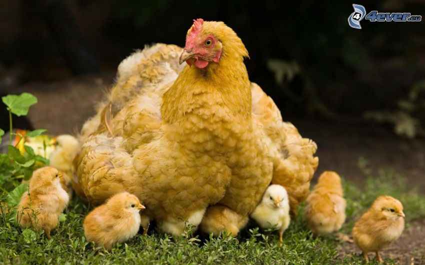 höna, kycklingar