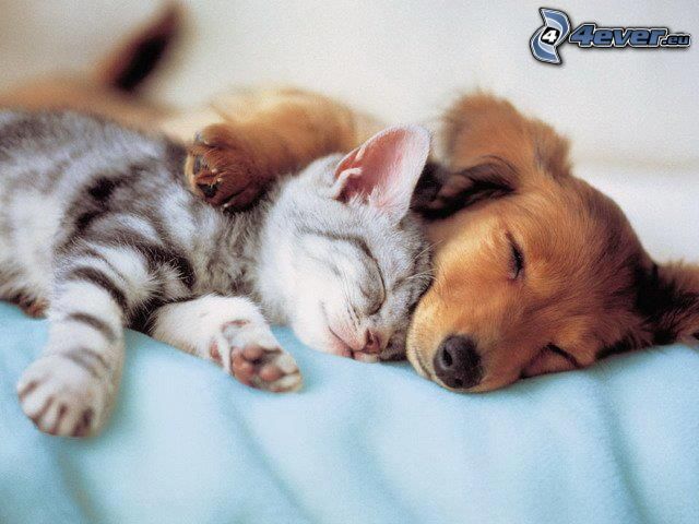 hund och katt, sömn, kram