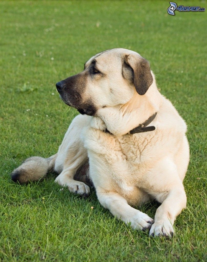 Anatolisk herdehund, gräsmatta