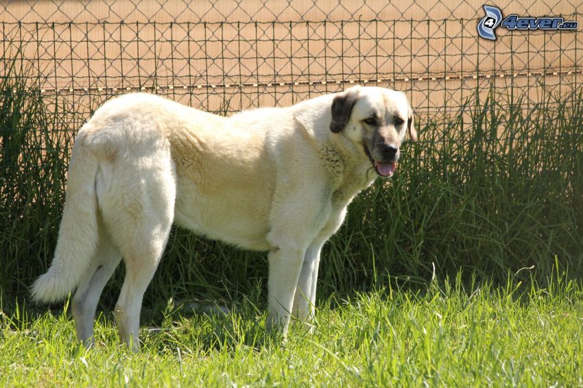 Anatolisk herdehund, högt gräs, staket