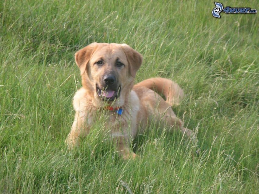 Anatolisk herdehund, hund i gräs