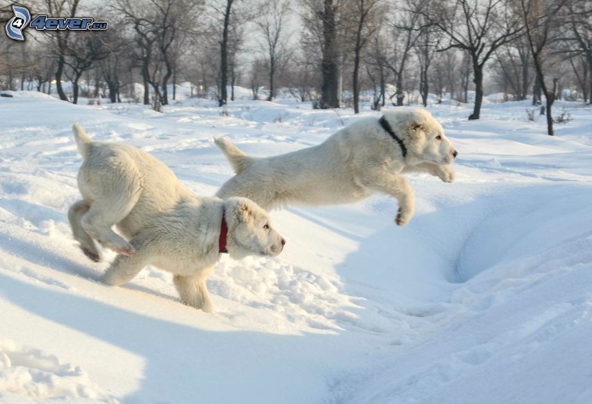 Anatolisk herdehund, valpar, hopp, snöig park