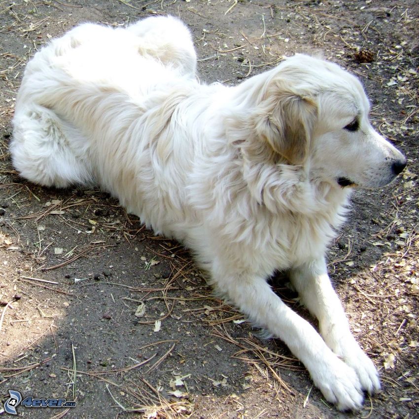 Anatolisk herdehund
