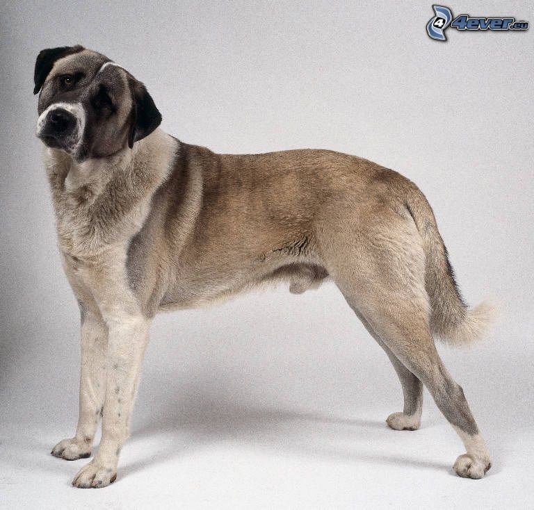Anatolisk herdehund