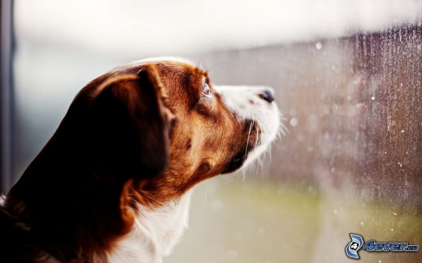beagle, fönster