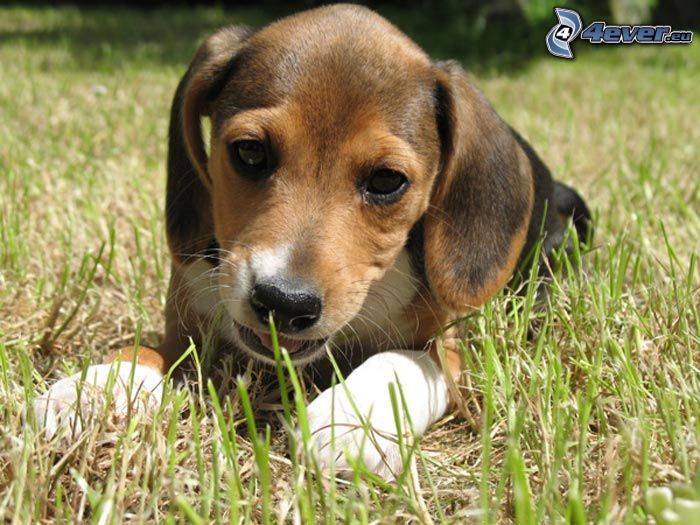 beagle, gräs