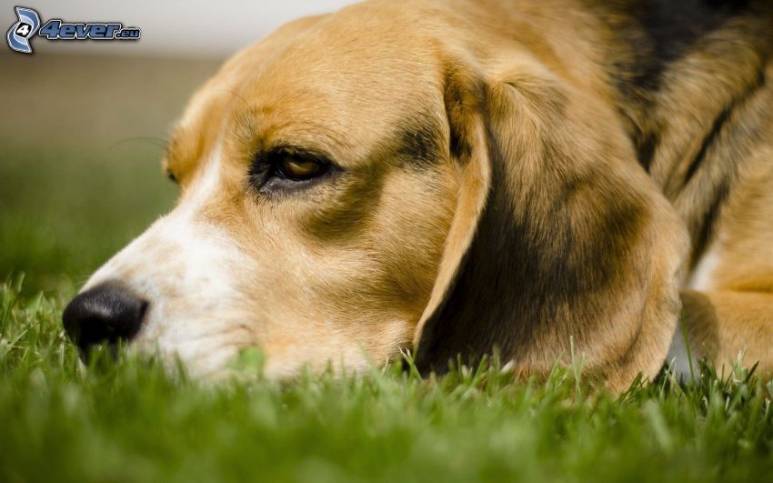 beagle, gräsmatta