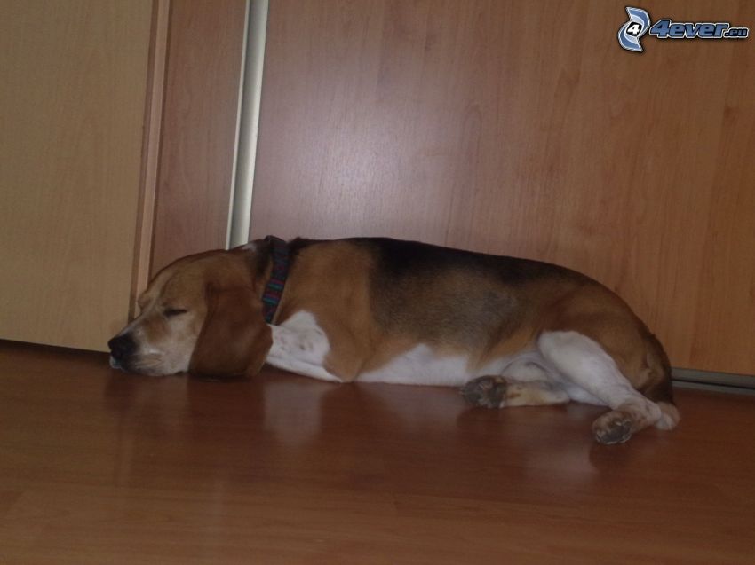 beagle, hund på golvet