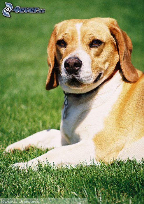 beagle, hund på gräs