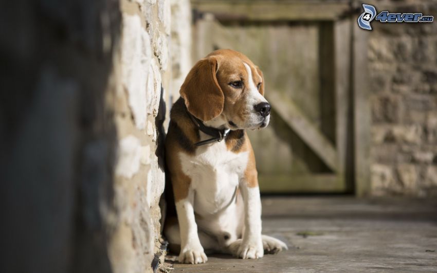 beagle, ledsen hund, mur