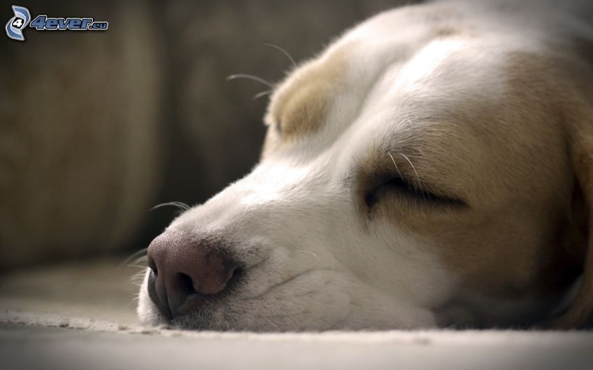 beagle, sovande hund