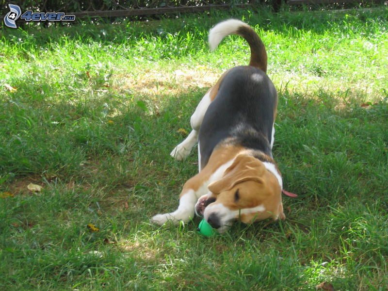beagle, spel, gräs
