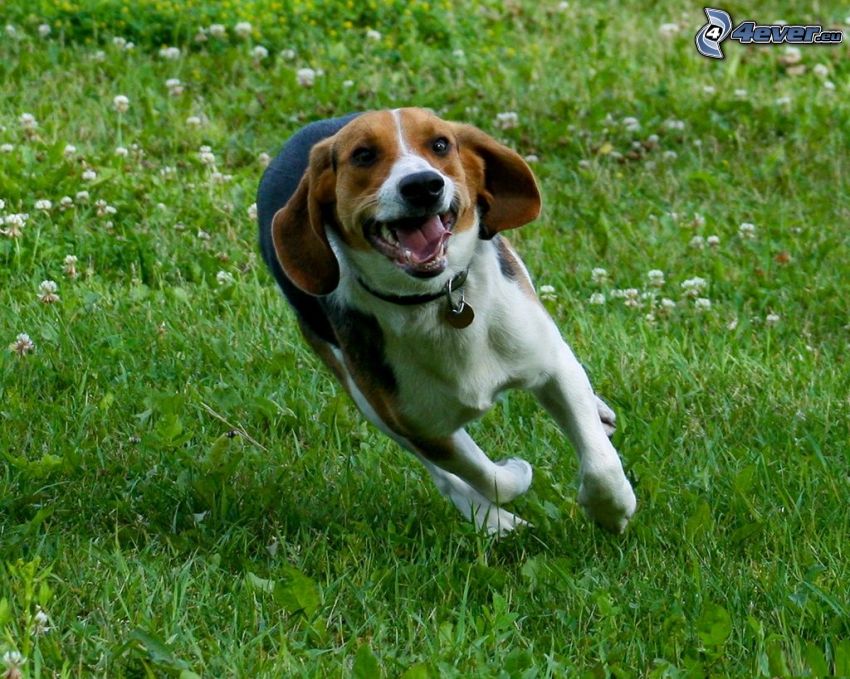 beagle, springa, gräs